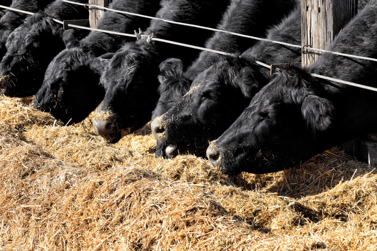Hemp in Animal Feed: A Sustainable Solution for Livestock Nutrition
