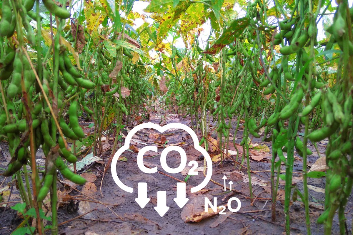 How legumes improve carbon sequestration and mitigate climate change in agriculture How legumes improve carbon sequestration and mitigate climate change in agriculture