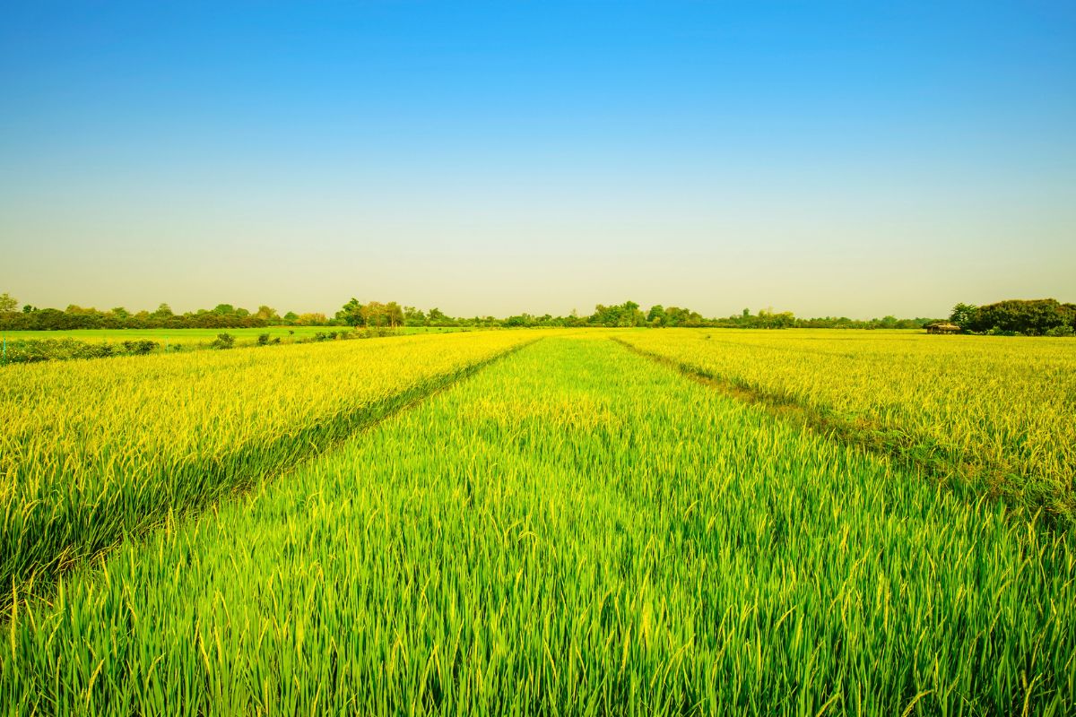 How to Grow Basmati Rice: A Complete Guide to Cultivation, Seeds &  Harvesting | Wikifarmer