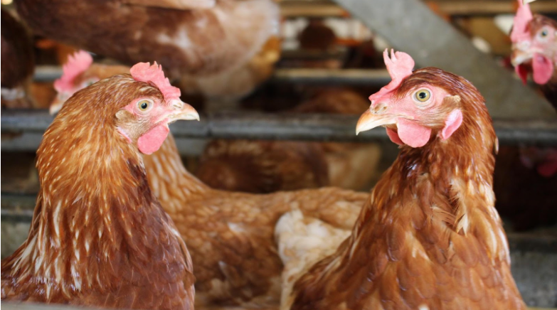 Non-Conventional Strategies to Combat Coccidiosis in Poultry: Herbal Extracts & Feed Additives