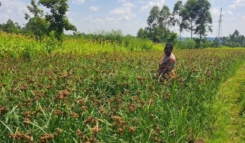 Regenerative Agriculture and Carbon Credits in East Africa: Unlocking Climate and Economic Resilience