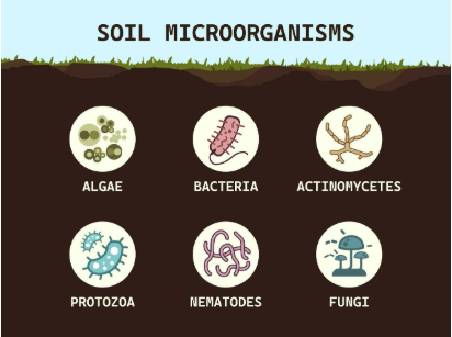 Insect Frass: A Promising, Eco-Friendly Option for Improving Soil ...