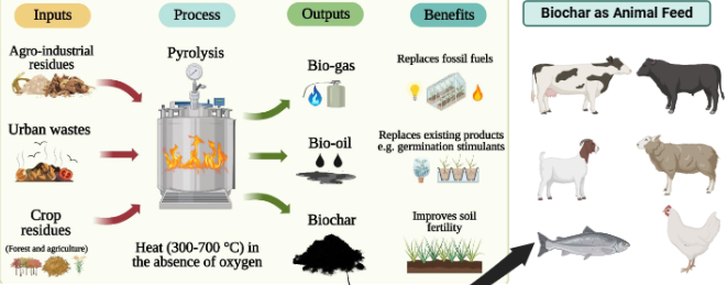 Does Biochar Improve Livestock Productivity? Evidence from Cattle ...
