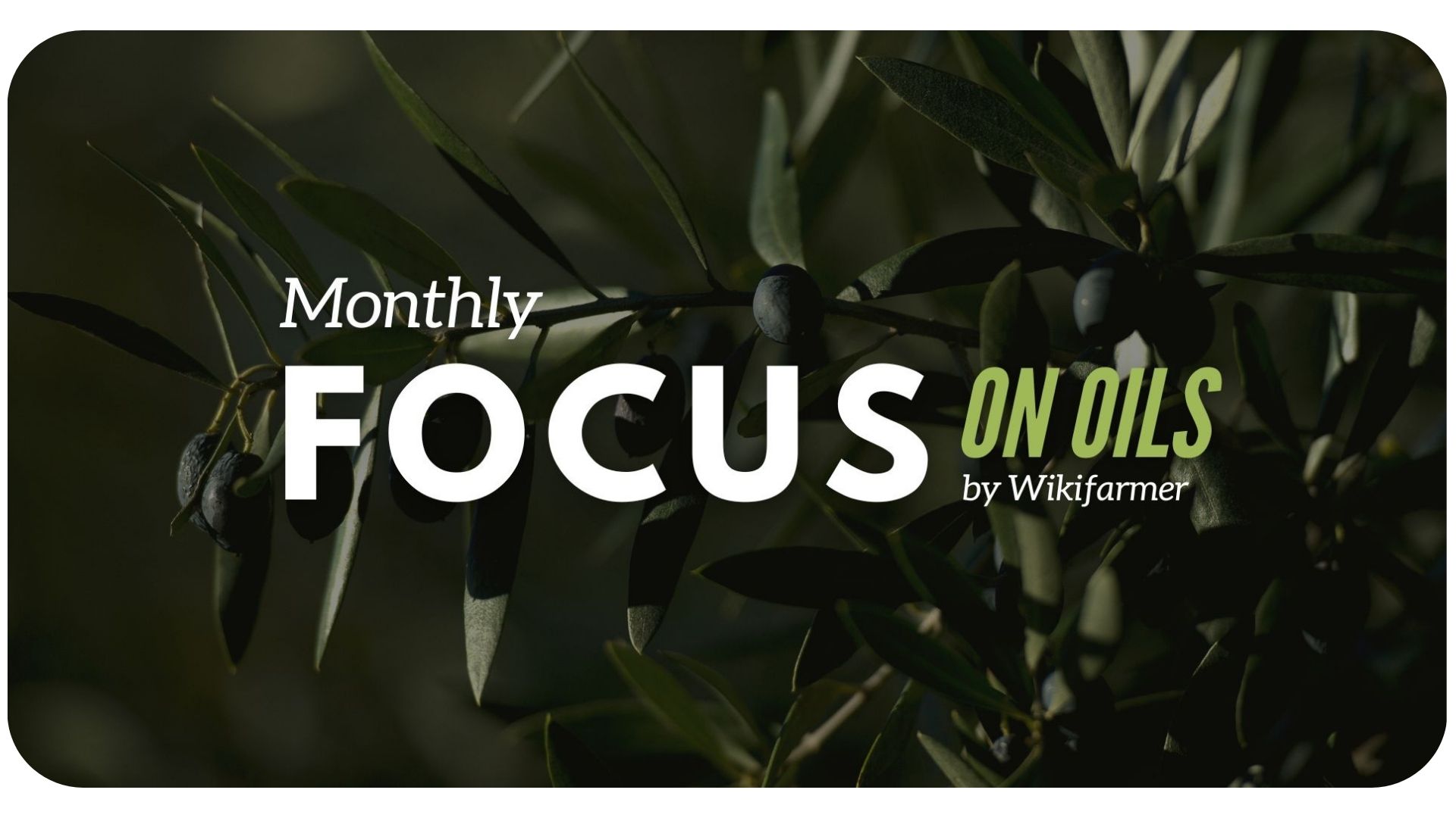 Olive Oil Monthly Report: February 2024 Olive Oil Monthly Report: July 2024