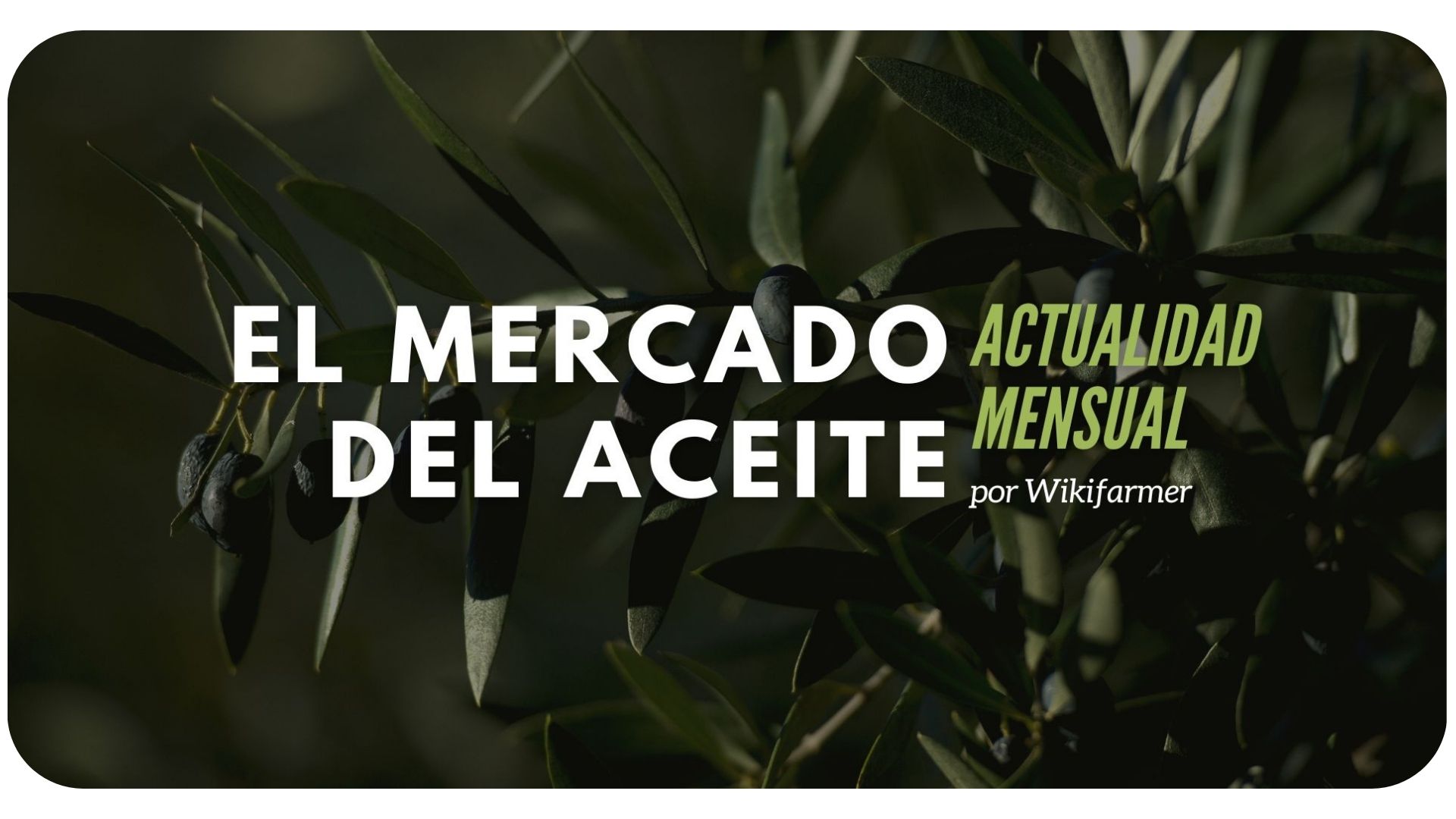 El mercado del aceite: Febrero de 2024 El mercado del aceite: Actualidad mensual - JULIO 2024