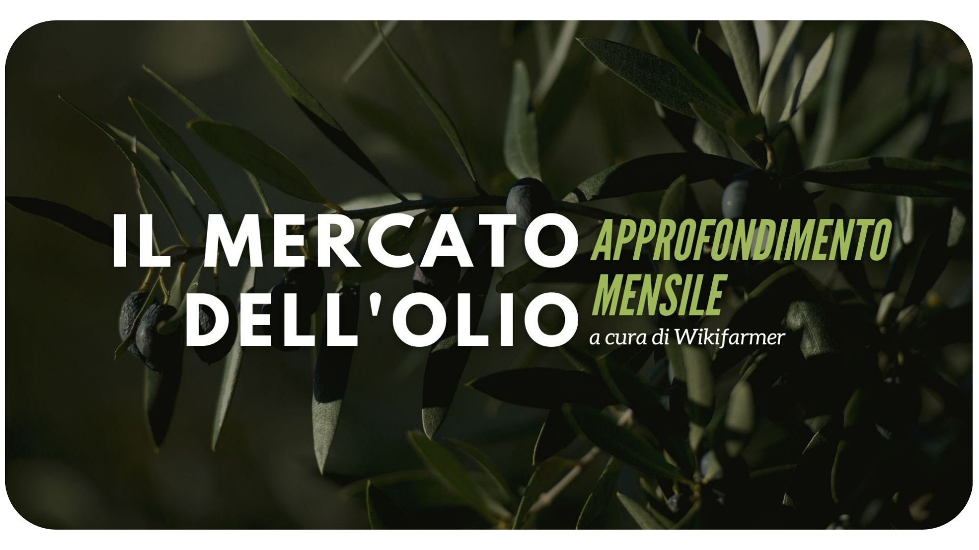 Approfondimento mensile sul mercato dell'olio July 2024