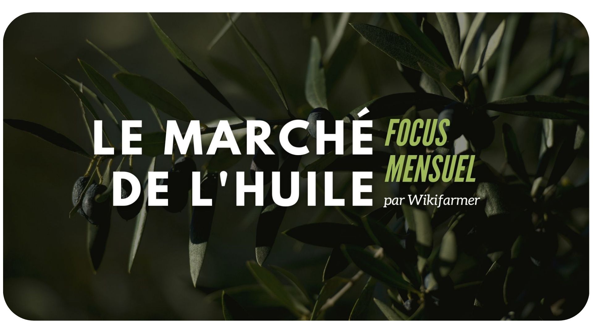 Focus mensuel sur le marché de l'huile: Julliet 2024