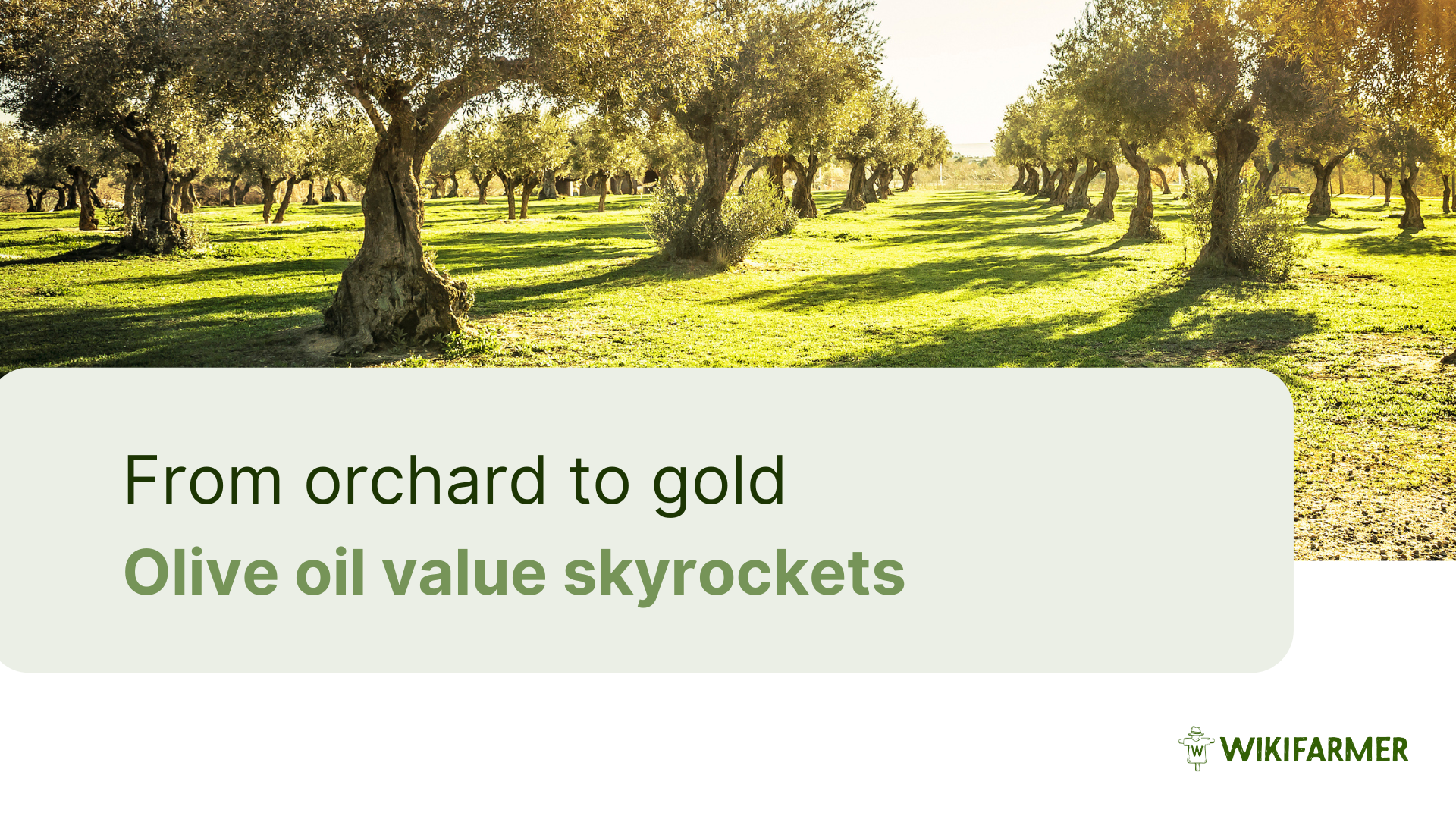 The soaring value of Olive Oil: 13 years, 3x the price