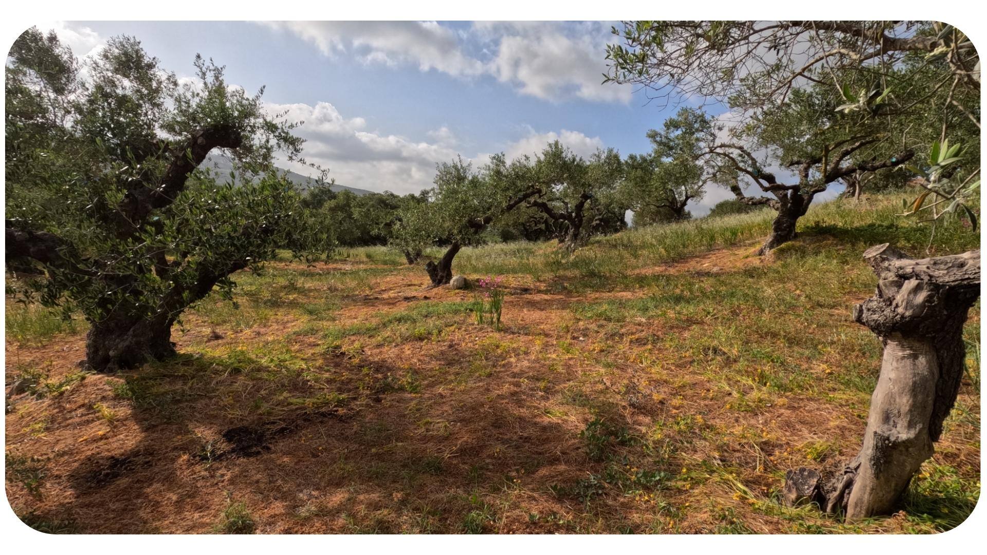 Olive groves, Heraklion Crete Huile d'olive : bilan de l'année
