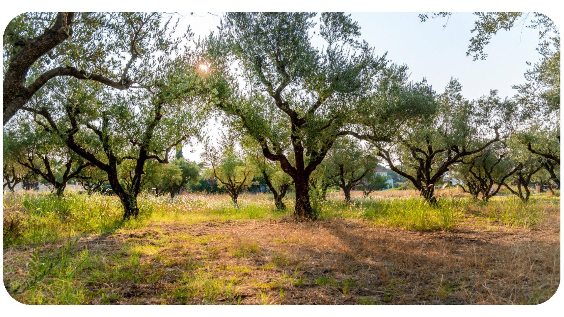 Wikifarmer abre sus oficinas en España y lanza su marketplace para aceite de oliva