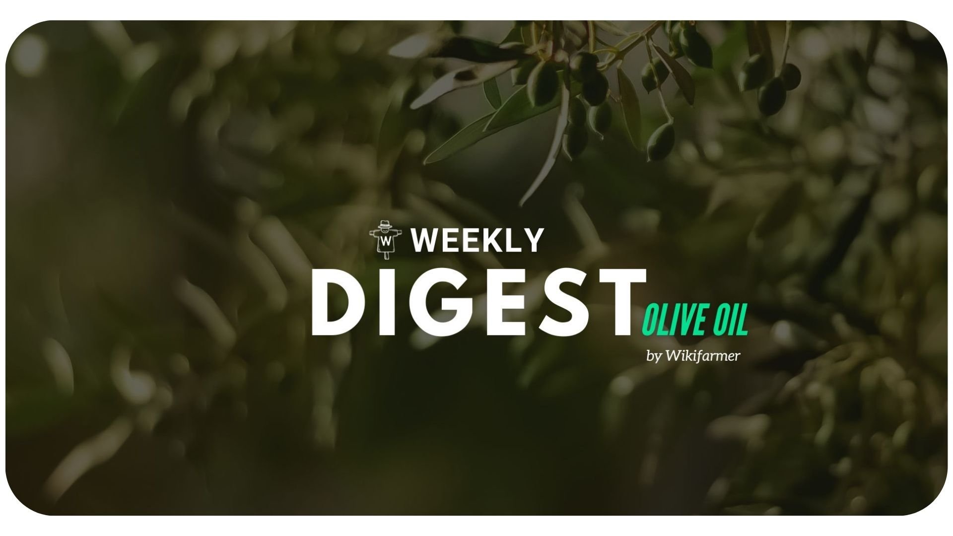 Olive Oil Market Digest w2/2024