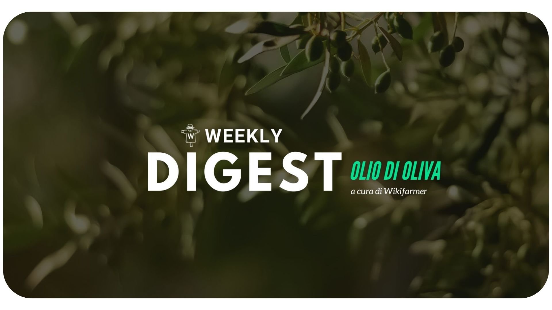 Il Mercato dell' Olio d' Oliva w23/2024