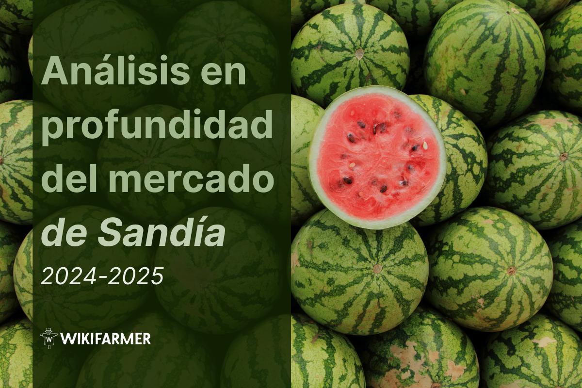 Análisis Profundo de los Precios de Sandía: Estudio Integral 2024-2025
