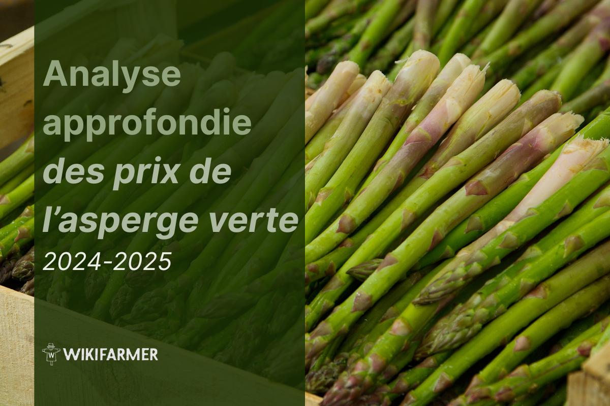 Analyse approfondie des prix de l’asperge verte : étude complète des prix 2024-2025 Analyse approfondie des prix de l’asperge verte : étude complète des prix 2024-2025