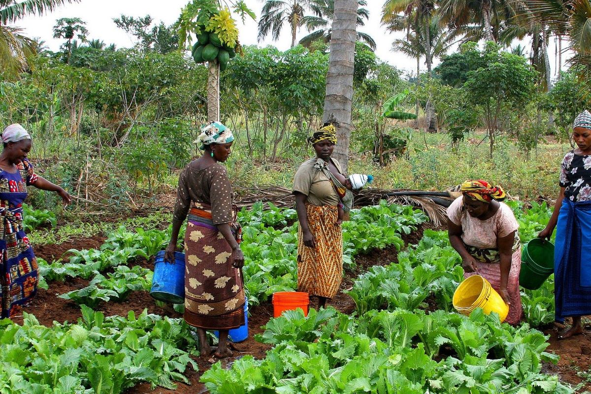Agritourism in Tanzania Boosting Organic Farming & Sustainability Agritourism in Tanzania: Boosting Organic Farming & Sustainability