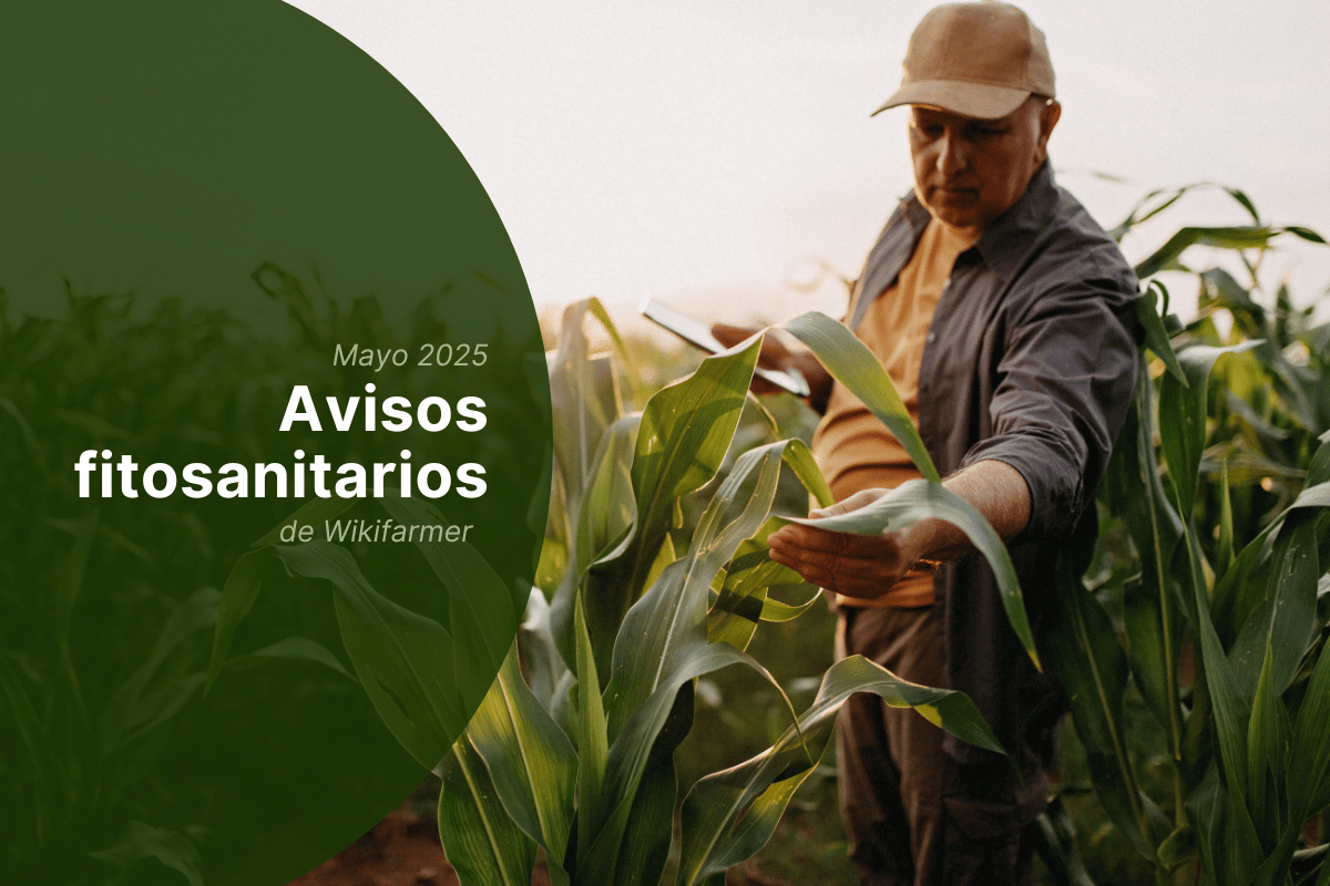 Avisos fitosanitarios - mediados de Mayo 2025