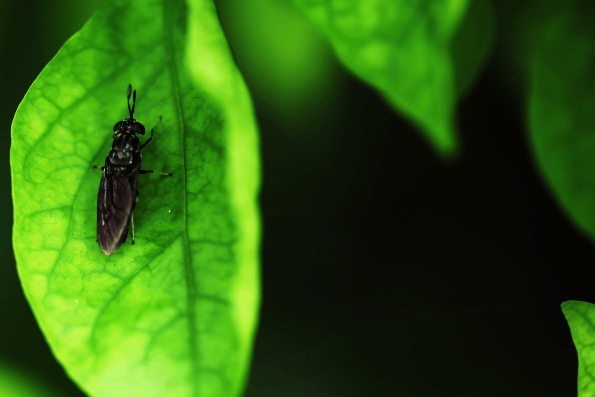 Can grape pomace feed insects? Exploring sustainable use in insect farming