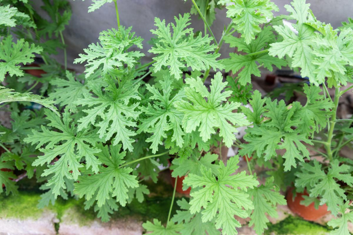 Citronela.jpg