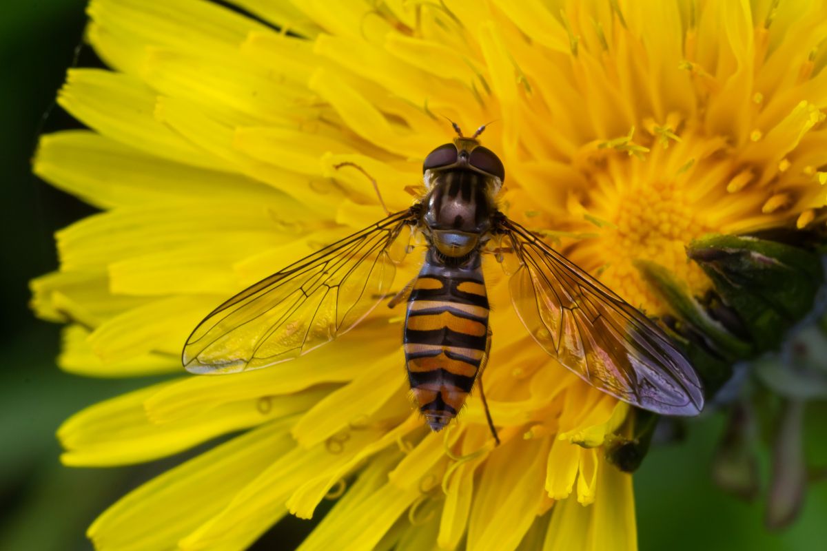 The divine drink of the Greek gods… but fermented: The new brewing method to get rid of insect pests