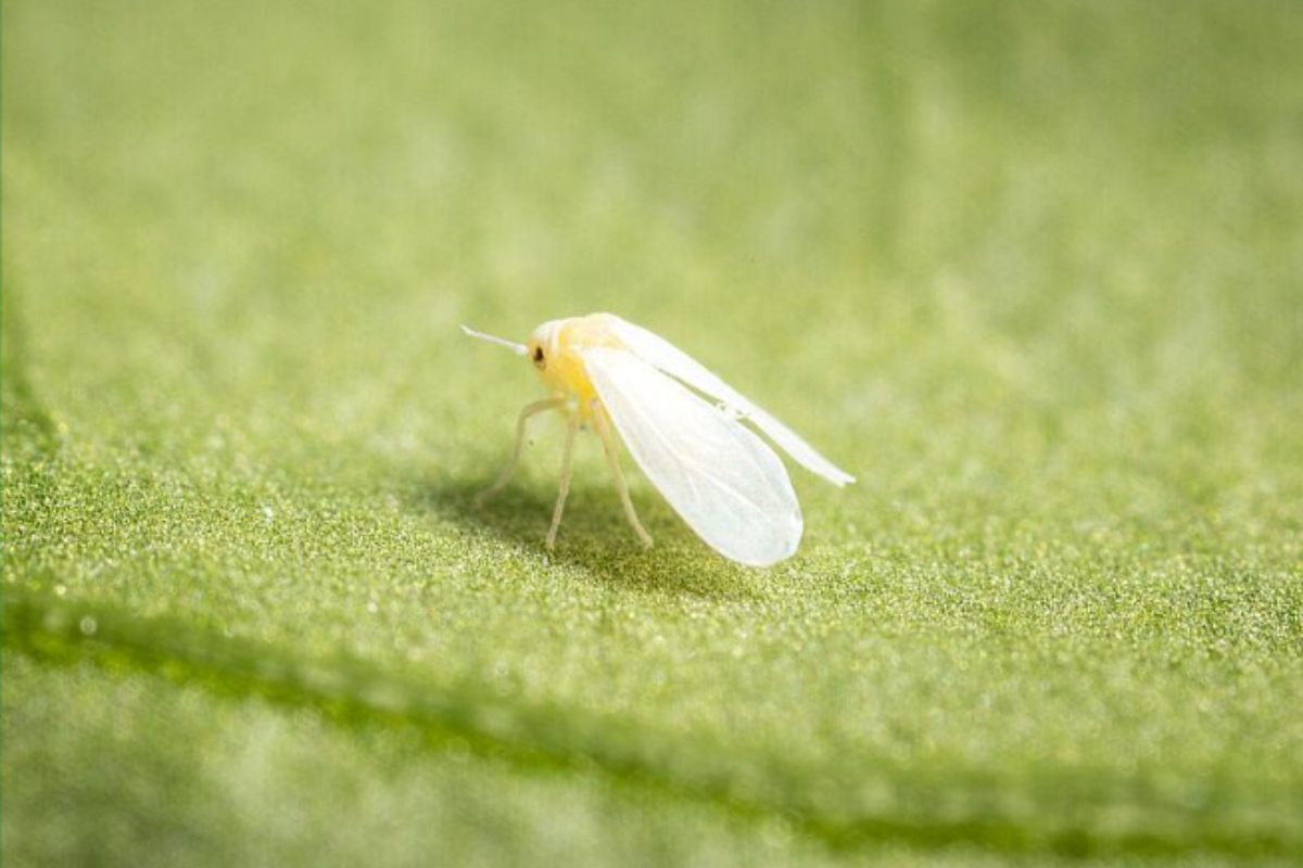 Greenhouse Whitefly (Trialeurodes vaporariorum): Biology, Damage & Control Methods