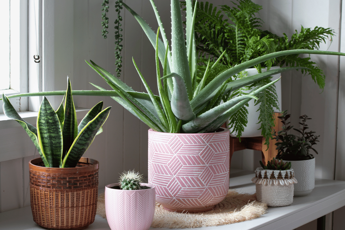 How your indoor plants make your air cleaner How your indoor plants make your air cleaner