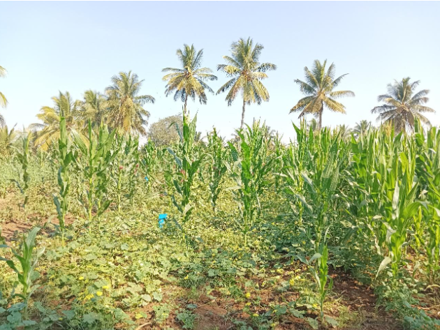 Regenerative Farming in India: A Smallholder Success Story