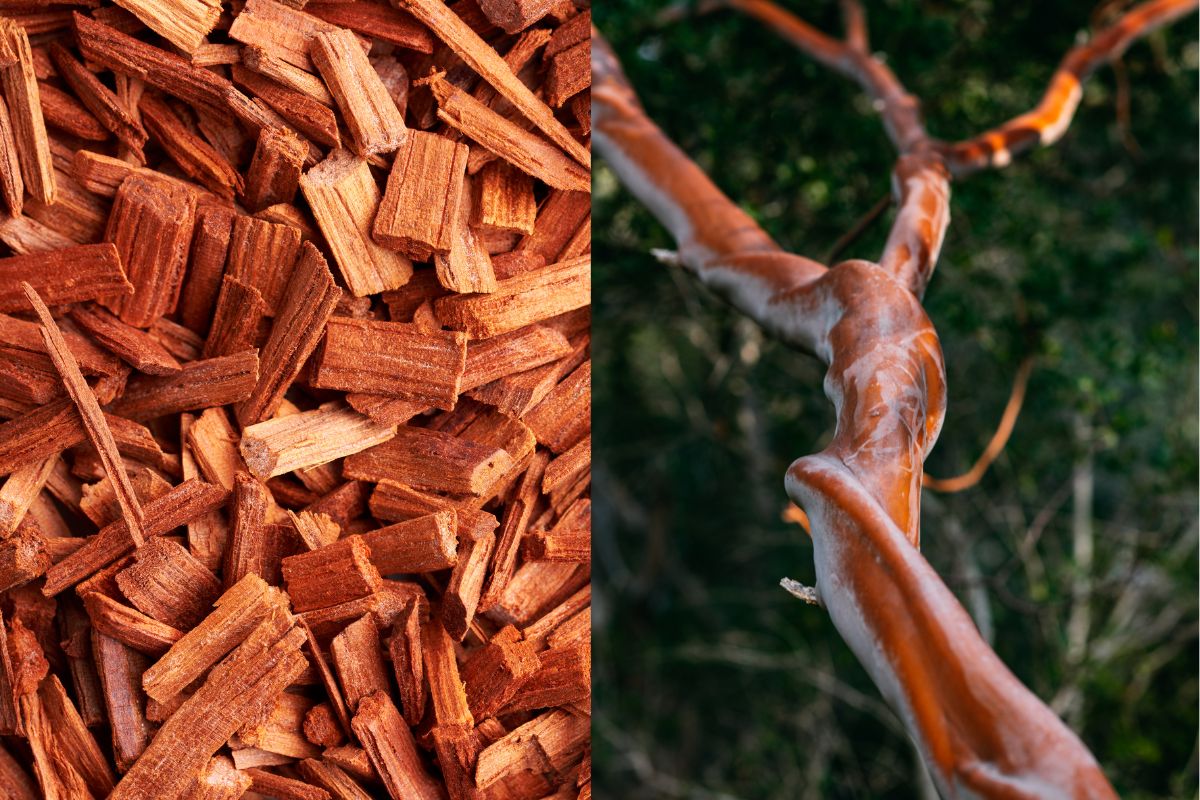 Sandalwood Heartwood Yield Predicting Sandalwood Heartwood Yield: How Soil and Climate Shape Santalum album in Karnataka’s Semi-Arid Alfisols