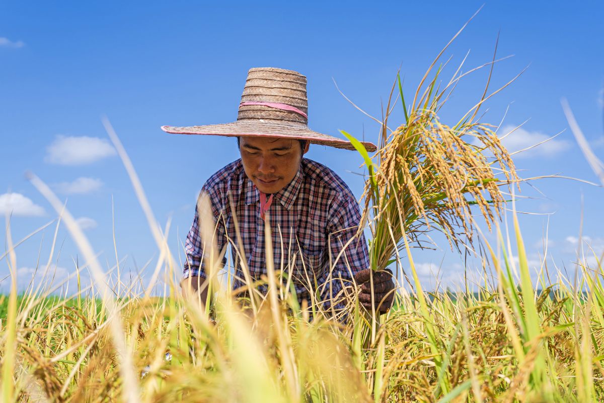 The Beginner's Guide to Setting Up a Sustainable Farm The Beginner's Guide to Setting Up a Sustainable Farm
