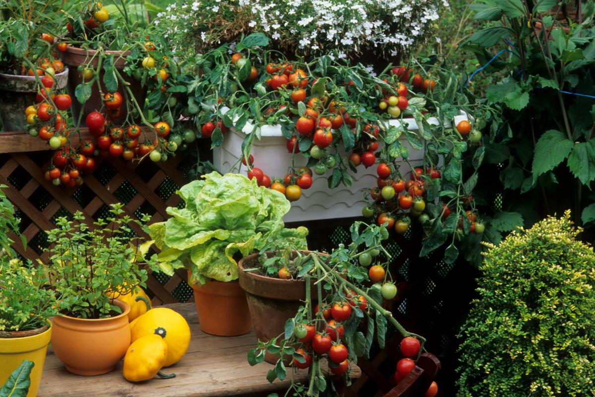 image.title Balcony Bites: Your Guide To Edible Container Gardening