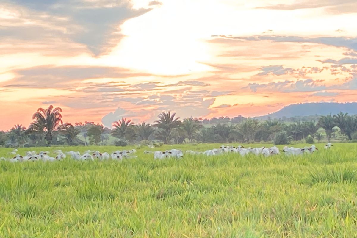 Unlocking Silvopasture: Transforming Unused Land into Sustainable Livestock Systems