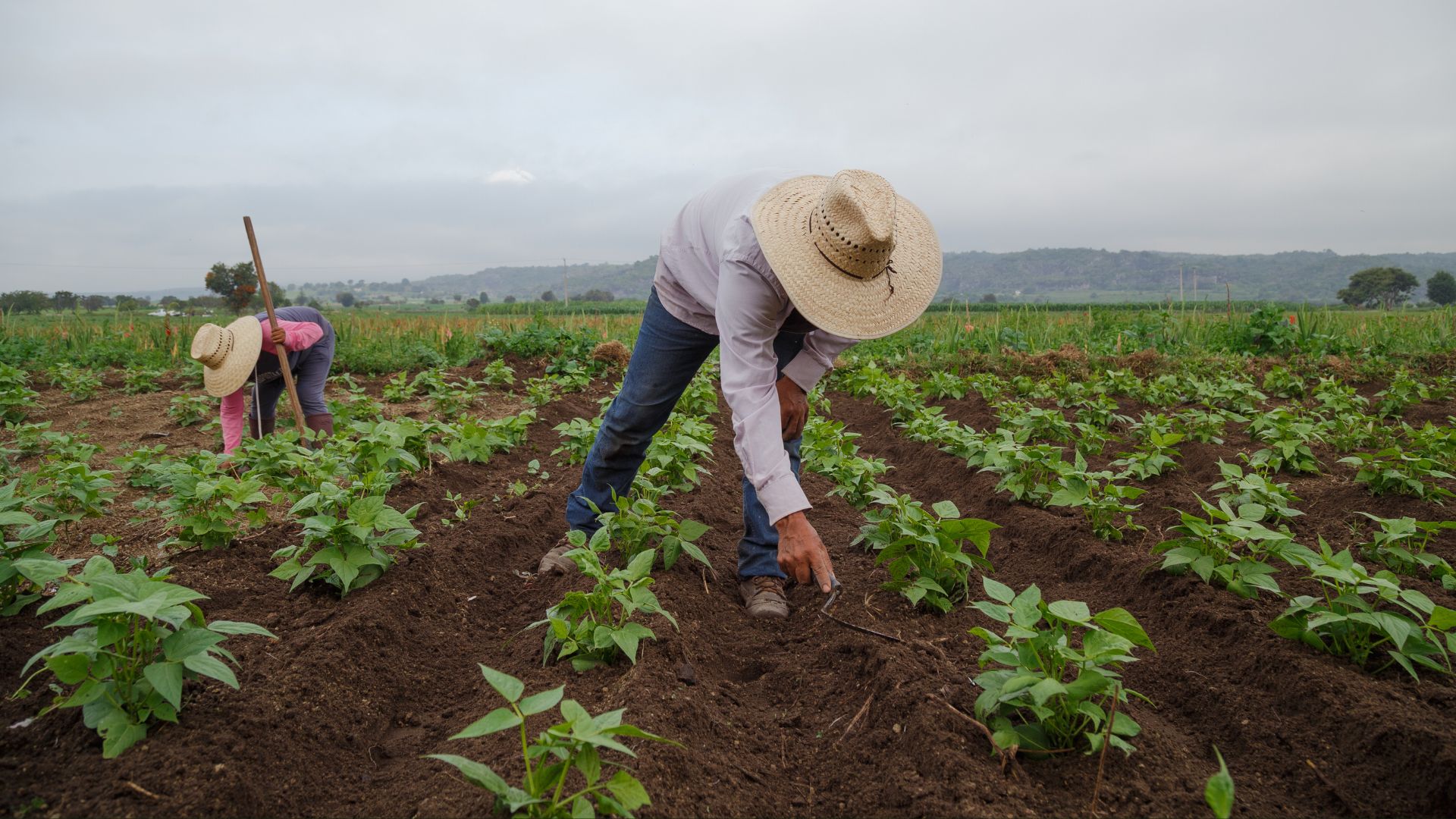 Wikifarmer Insights: Overcoming Agriculture’s Challenges with Knowledge, Technology, and Collaboration