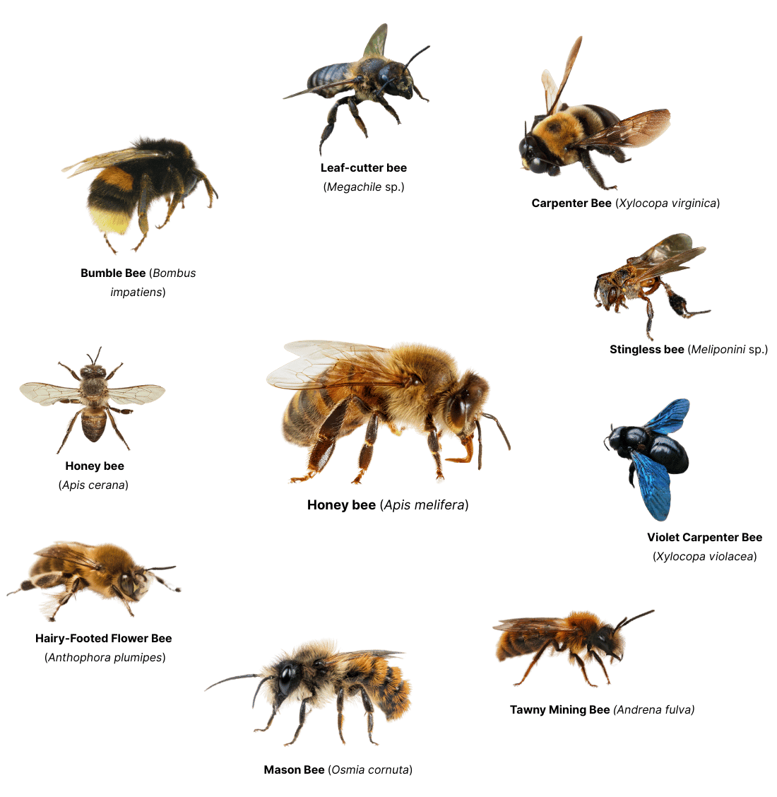 In a world without bees, Who will feed | Wikifarmer