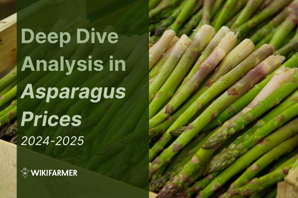 Deep Dive Analysis in Asparagus prices Deep dive in green asparagus prices: A comprehensive price study 2024-2025