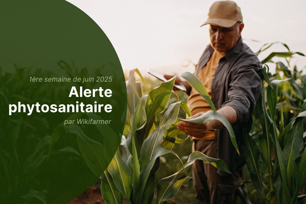 Alertes phytosanitaires de l'UE : 1ère semaine de juin 2025 - Vue d'ensemble pour les agriculteurs