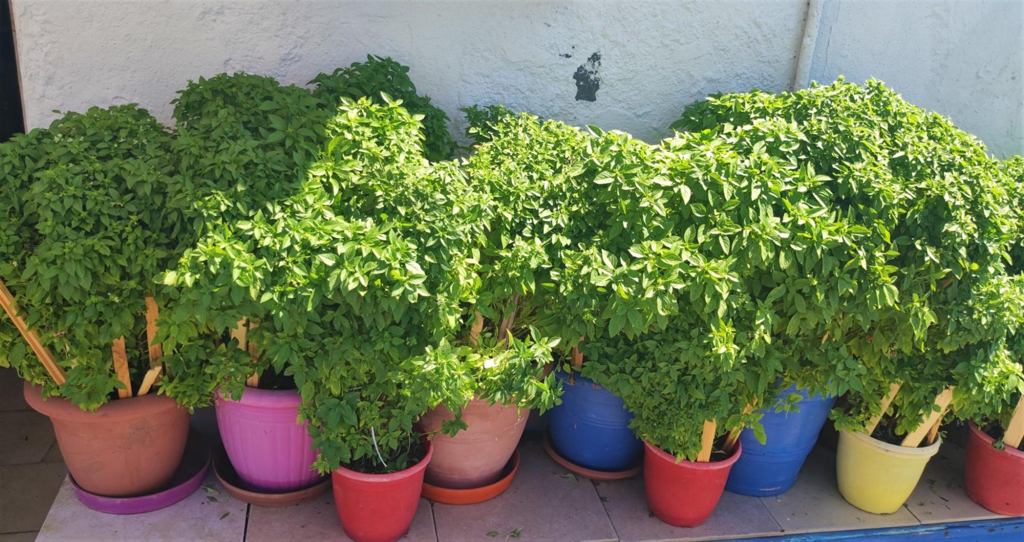 Basil-in-pots-Basil-in-the-garden-–-Everything-you-need-to-know.jpg