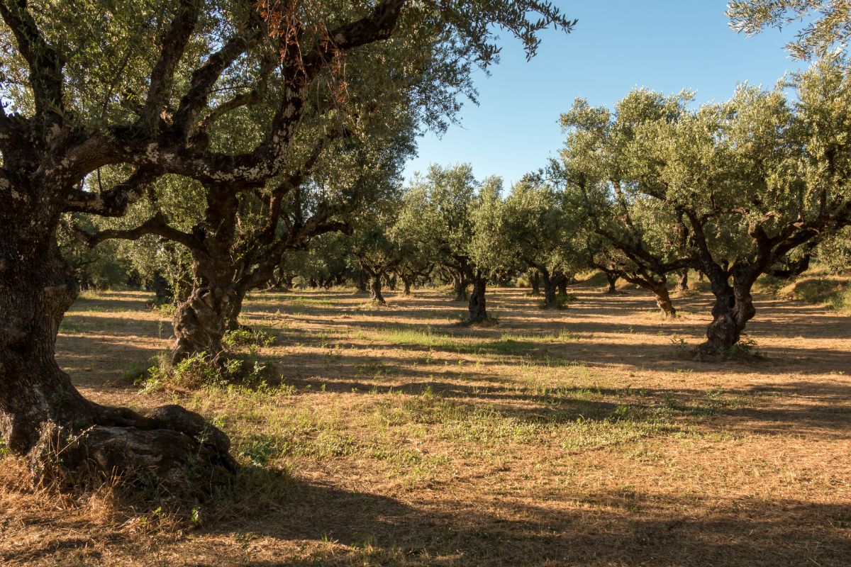 Come proteggere gli olivi dallo stress idrico causato dal calore e dalla siccità durante estivi