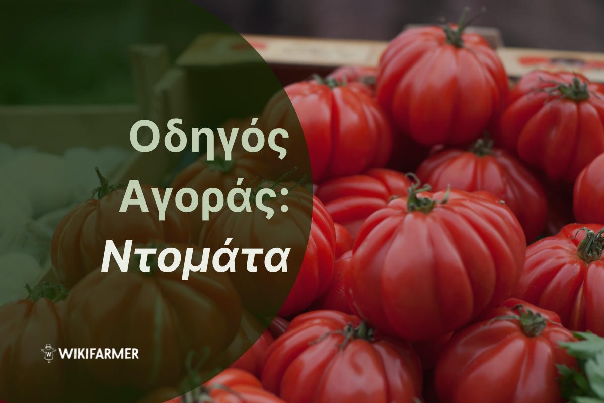 Οδηγός Αγοράς: Ποικιλίες ντομάτας και πώς να τις χρησιμοποιήσετε στην κουζίνα σας Οδηγός Αγοράς: Ποικιλίες ντομάτας και πώς να τις χρησιμοποιήσετε στην κουζίνα σας