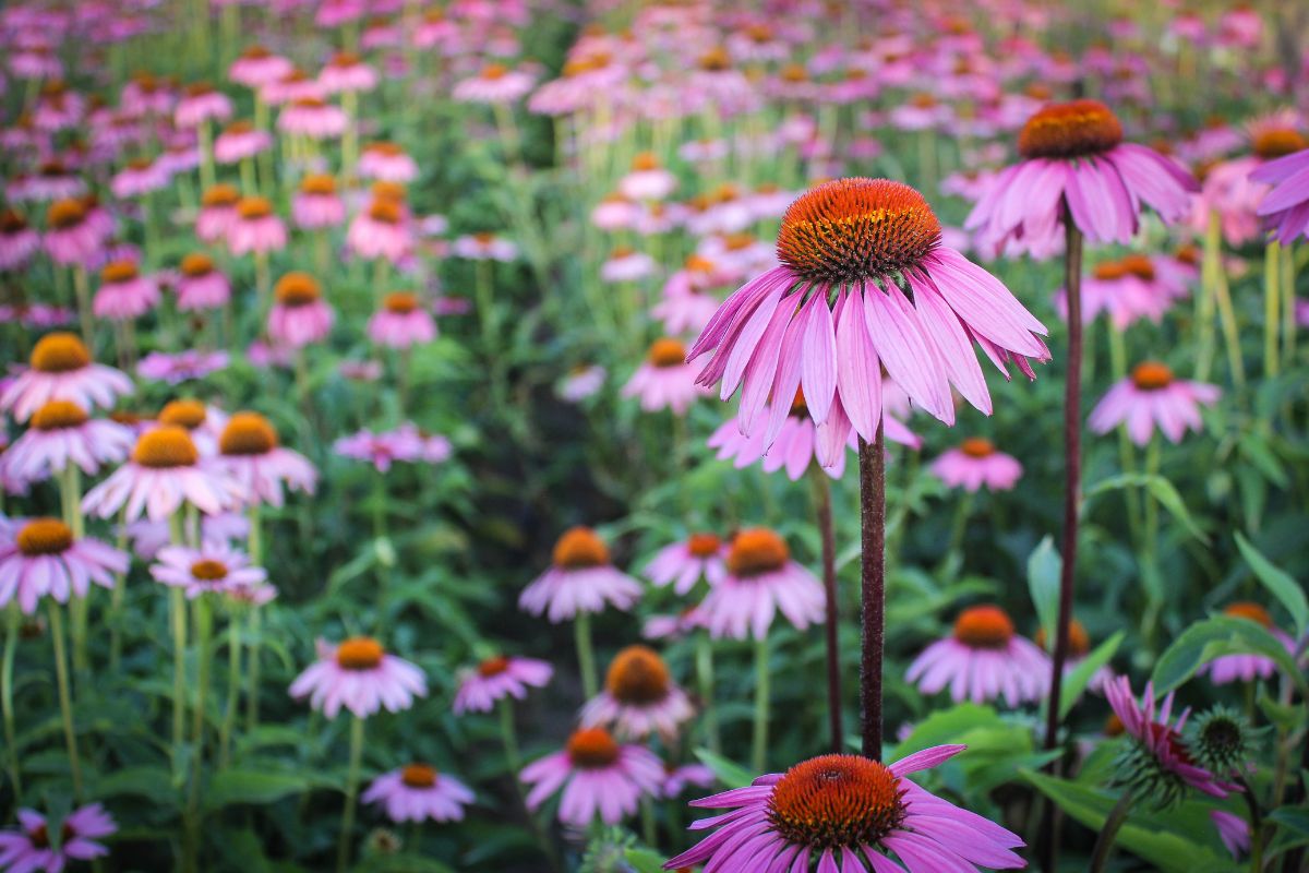 Grow High-Value Medicinal Plants: Aloe, Lavender, Echinacea & Rosemary