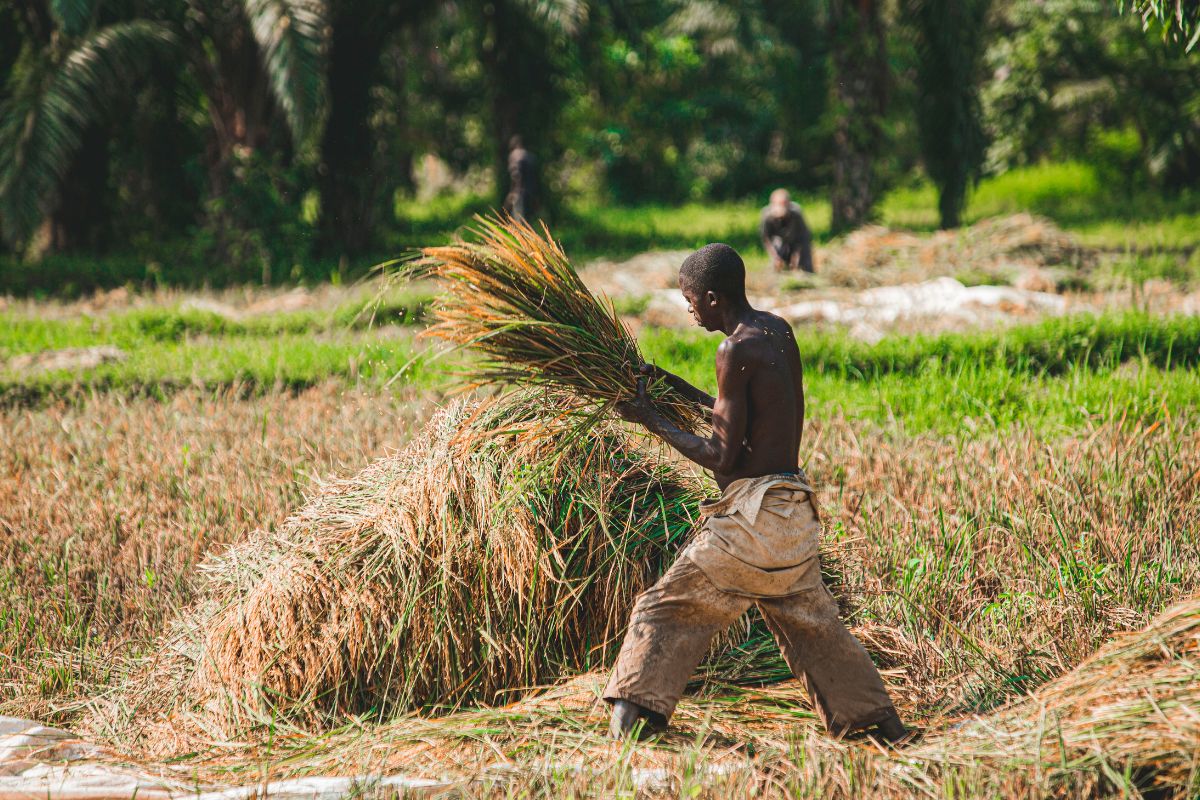 How Nigerian rice farmers are adapting to climate change
