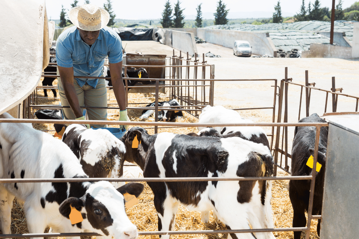 How a new Arabic app is transforming herd health and farm profitability