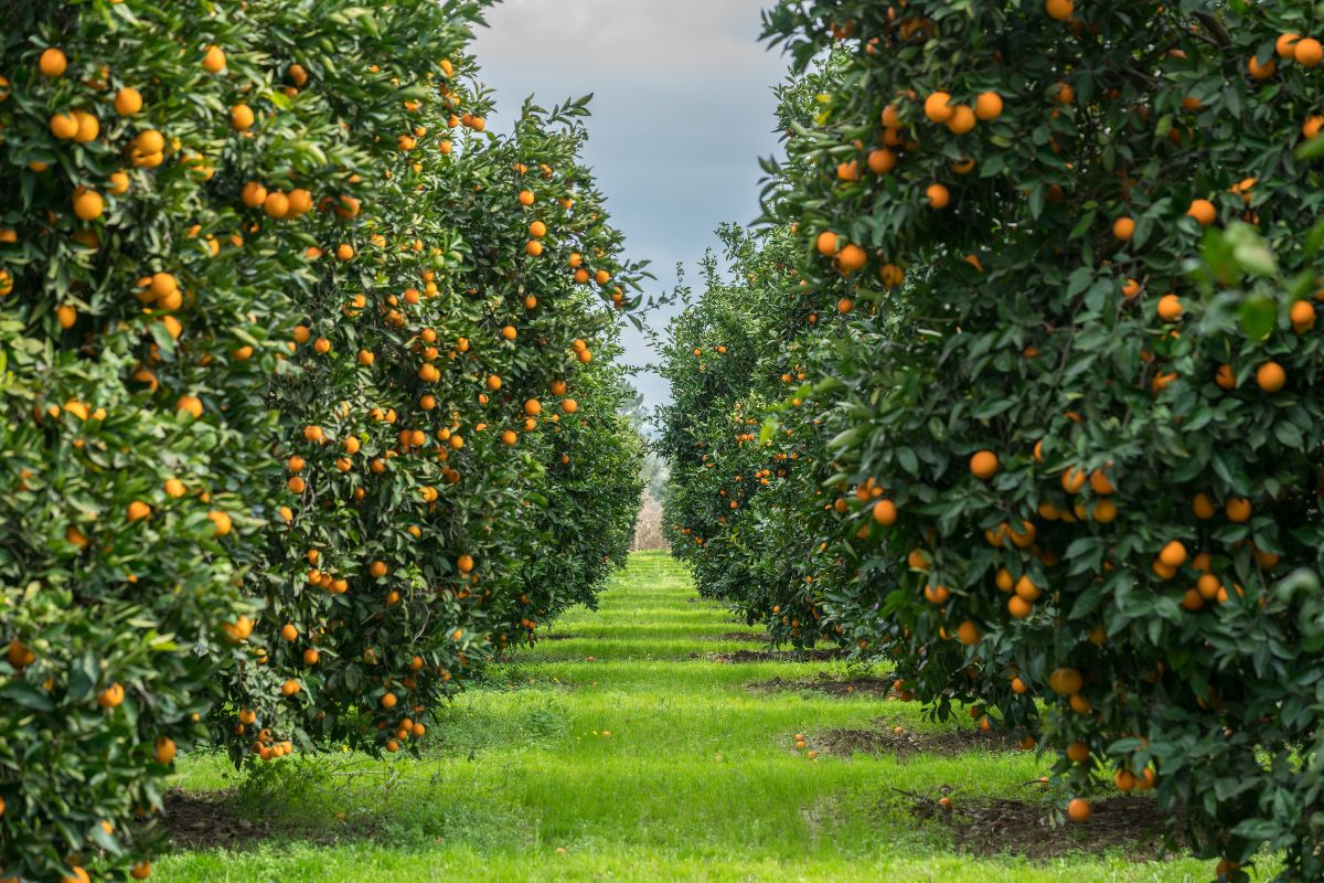 How to Grow Orange Trees Commercially: Complete Guide to Profitable Citrus Farming (2025)