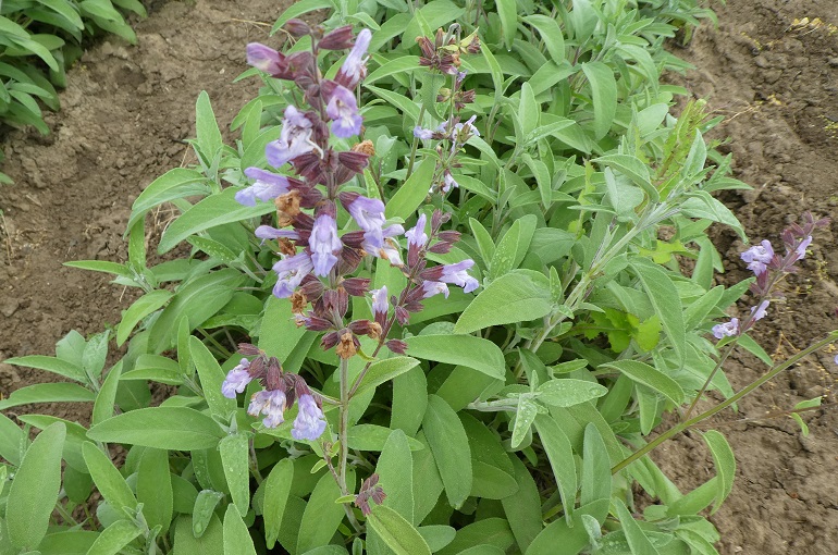 How-to-Grow-Common-Sage-–-For-Beginners.jpg