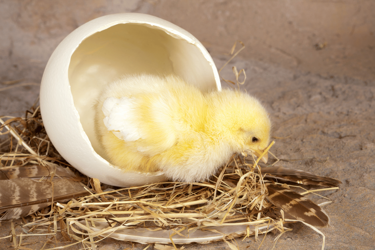 In ovo feeding in poultry Natural voosters for growth health & hatchability In ovo feeding in poultry: Natural boosters for growth, health & hatchability