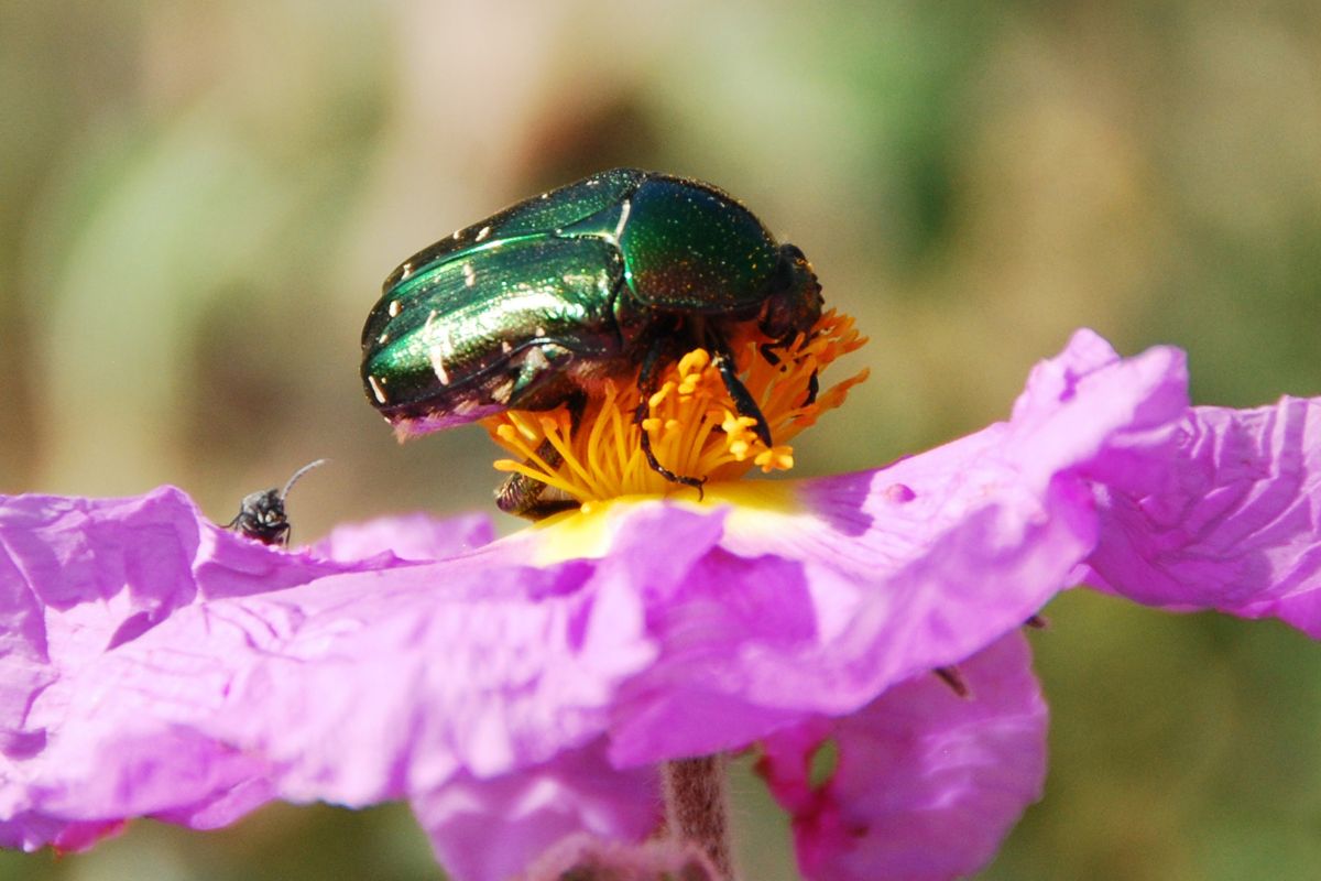 Native Pollinators for Sustainable Farm Productivity Beyond Honeybees: Harnessing Native Pollinators for Sustainable Farm Productivity