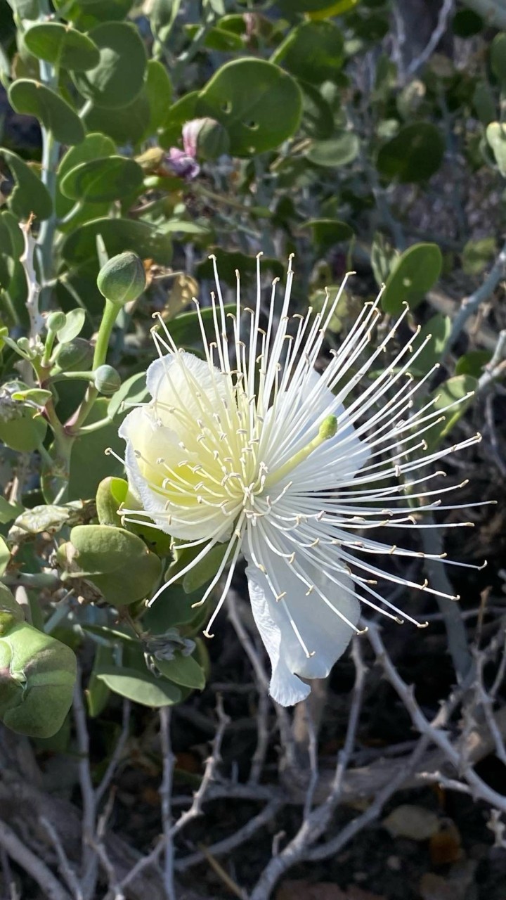 Picturdcdcde3.jpg