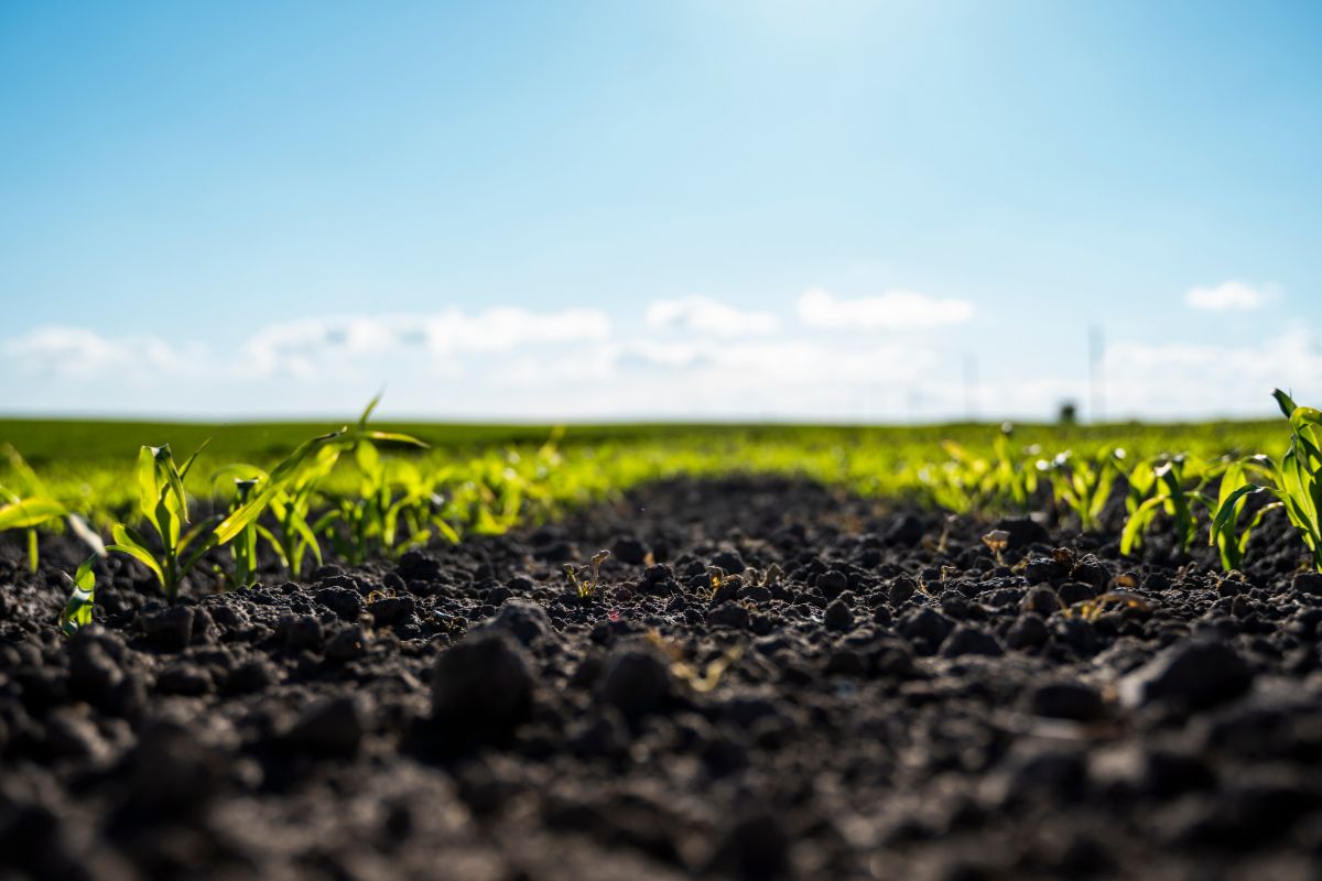 Regenerating Agriculture Through Microbiome Management Microbial Soil Inoculants: Regenerating Agriculture Through Microbiome Management