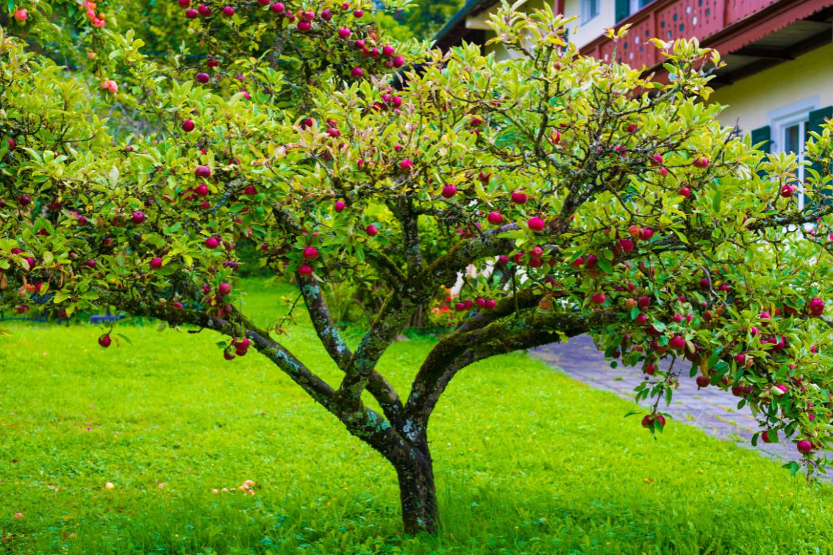 The Best Fruit Plants to Grow: Your Complete Guide to Easy, Productive Backyard Fruit Gardening