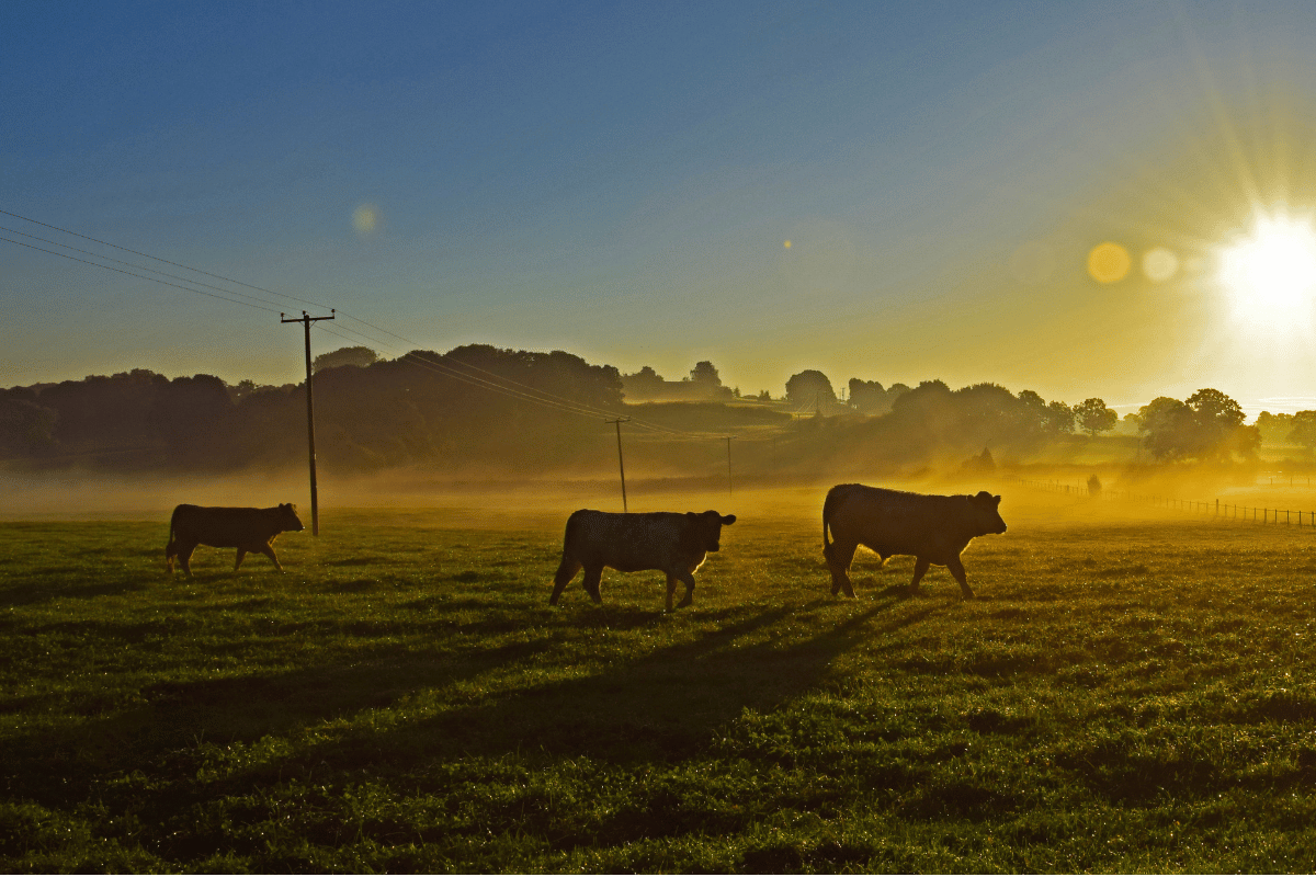 Understanding heat stress in livestock and ways to reduce its impact Understanding heat stress in livestock and ways to reduce its impact