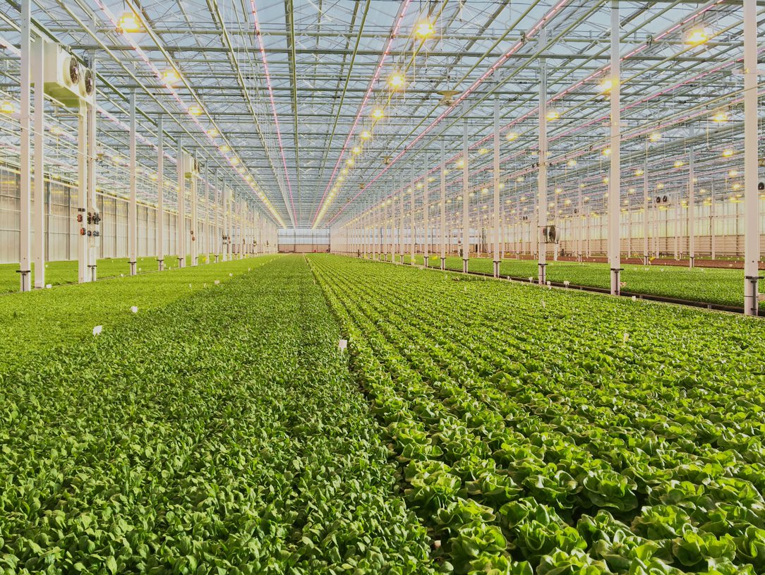 Water Management for Hydroponic Leafy Greens