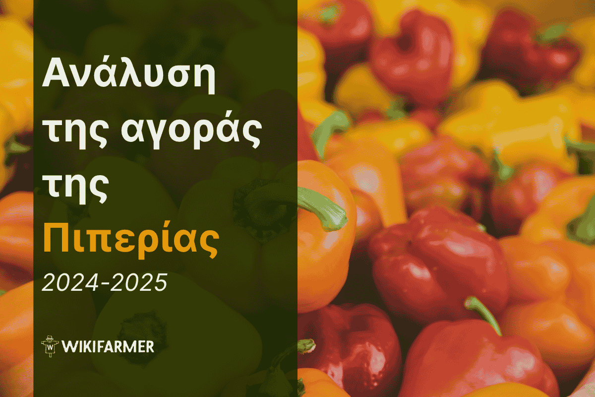 Ανάλυση τιμών της παγκόσμιας αγοράς πιπεριάς 2024-2025 Ανάλυση τιμών της παγκόσμιας αγοράς πιπεριάς 2024-2025